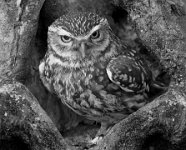 314 - LITTLE OWL RESTING IN TREE - POAD REGINALD - united kingdom